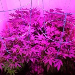 Crazy Crazy & More Crazy Deals Led 225 Grow Light Panel Blue/Red Lamp Bulb For Hydroponics Indoor Plant Grow Home & Garden