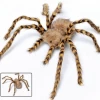 Unbranded 105cm Jumbo Scary Hairy Brown & Black Spider Halloween Decoration Prop Halloween Props/Decoration