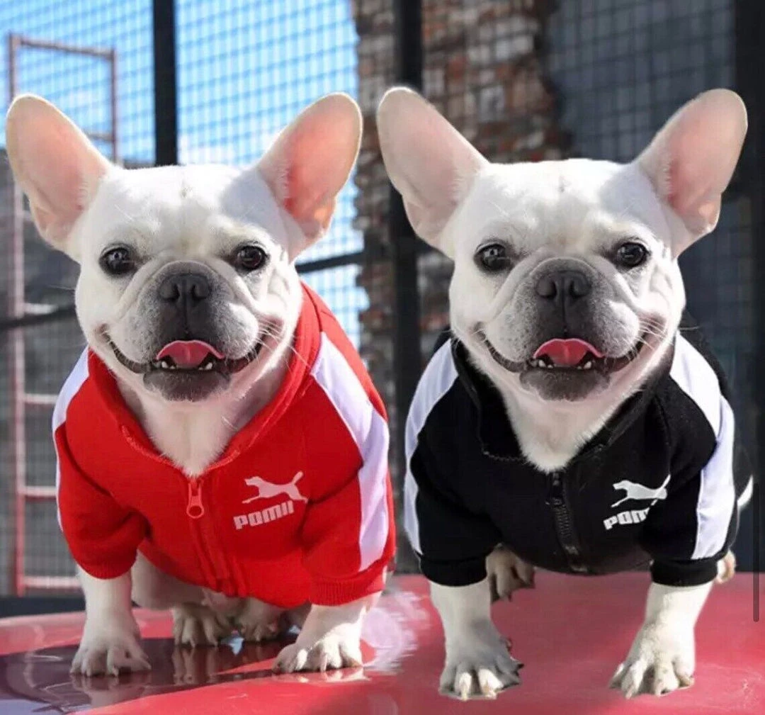 Crazy Costume Deals Puma Sports Hoodie Warm Winter Jumper Pet Dog Clothing Small To Huge Dogs Costumes 1 Crazy Costume Deals Puma Sports Hoodie Warm Winter Jumper Pet Dog Clothing Small To Huge Dogs Costumes