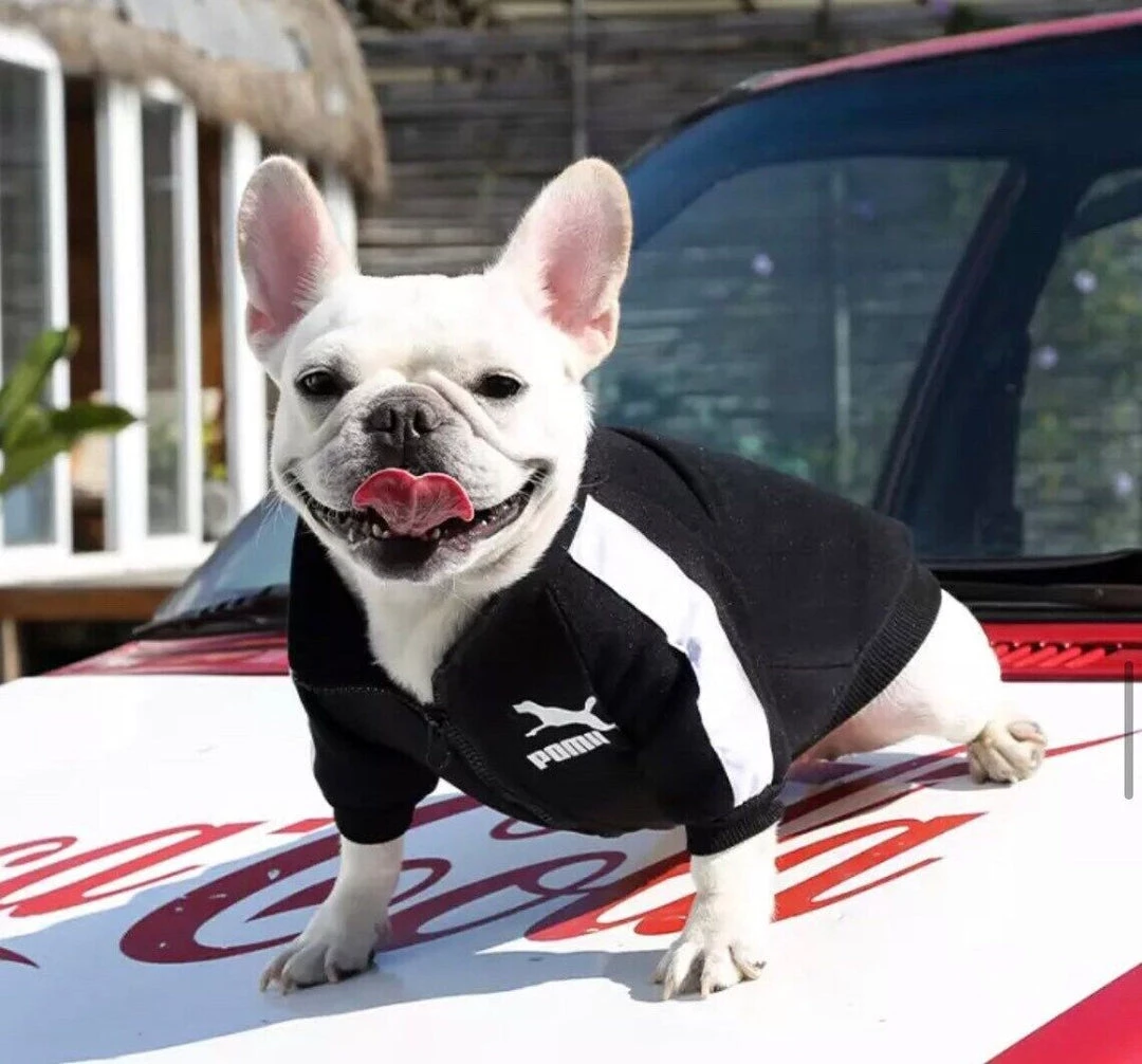 Crazy Costume Deals Puma Sports Hoodie Warm Winter Jumper Pet Dog Clothing Small To Huge Dogs Costumes 7 Crazy Costume Deals Puma Sports Hoodie Warm Winter Jumper Pet Dog Clothing Small To Huge Dogs Costumes