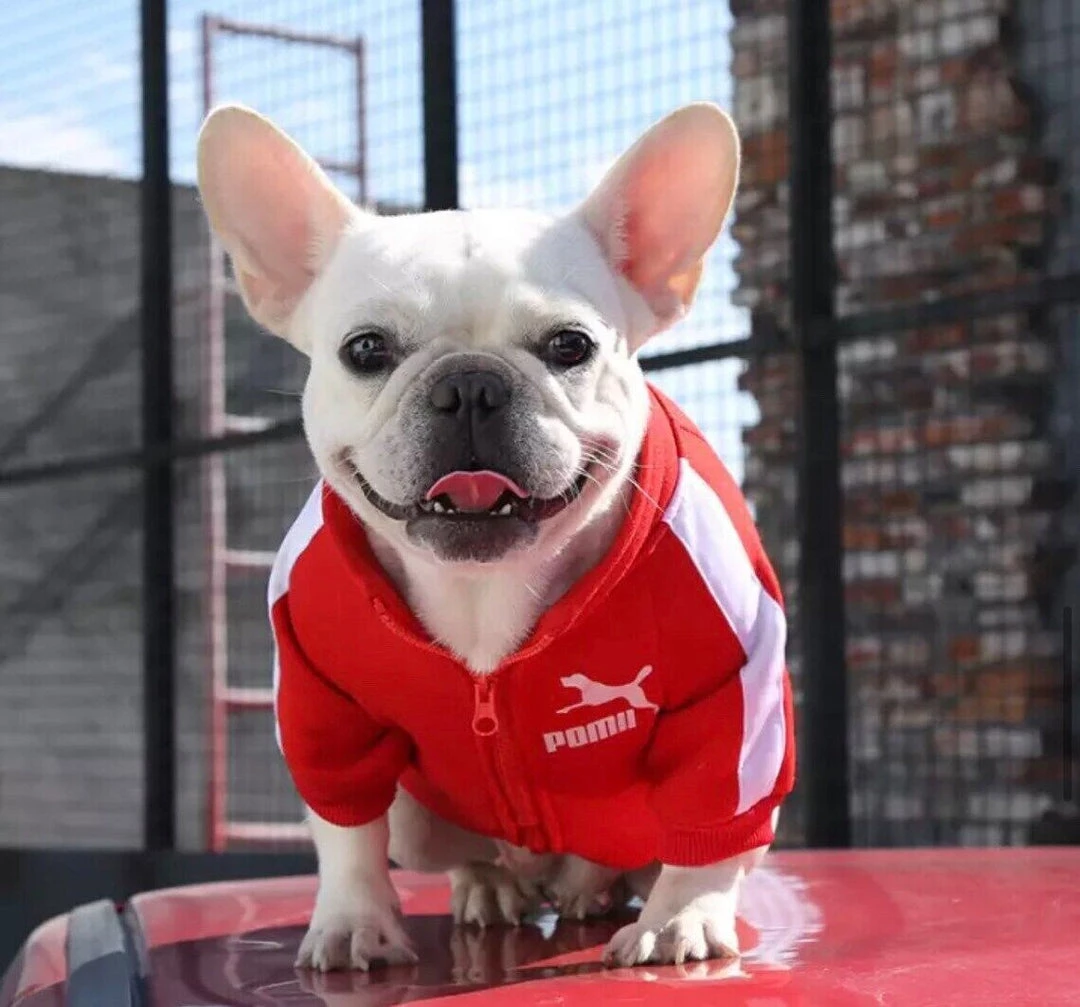 Crazy Costume Deals Puma Sports Hoodie Warm Winter Jumper Pet Dog Clothing Small To Huge Dogs Costumes 5 Crazy Costume Deals Puma Sports Hoodie Warm Winter Jumper Pet Dog Clothing Small To Huge Dogs Costumes